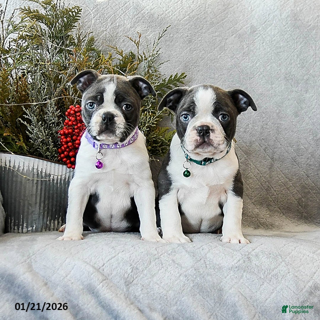 Boston Terrier dogs for sale: Pepper - Ad 5