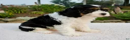 Cavapoo dogs for sale: Irena - Ad 5