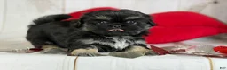 Pekingese dogs for sale: ACA dancer black and tan  - Ad 12