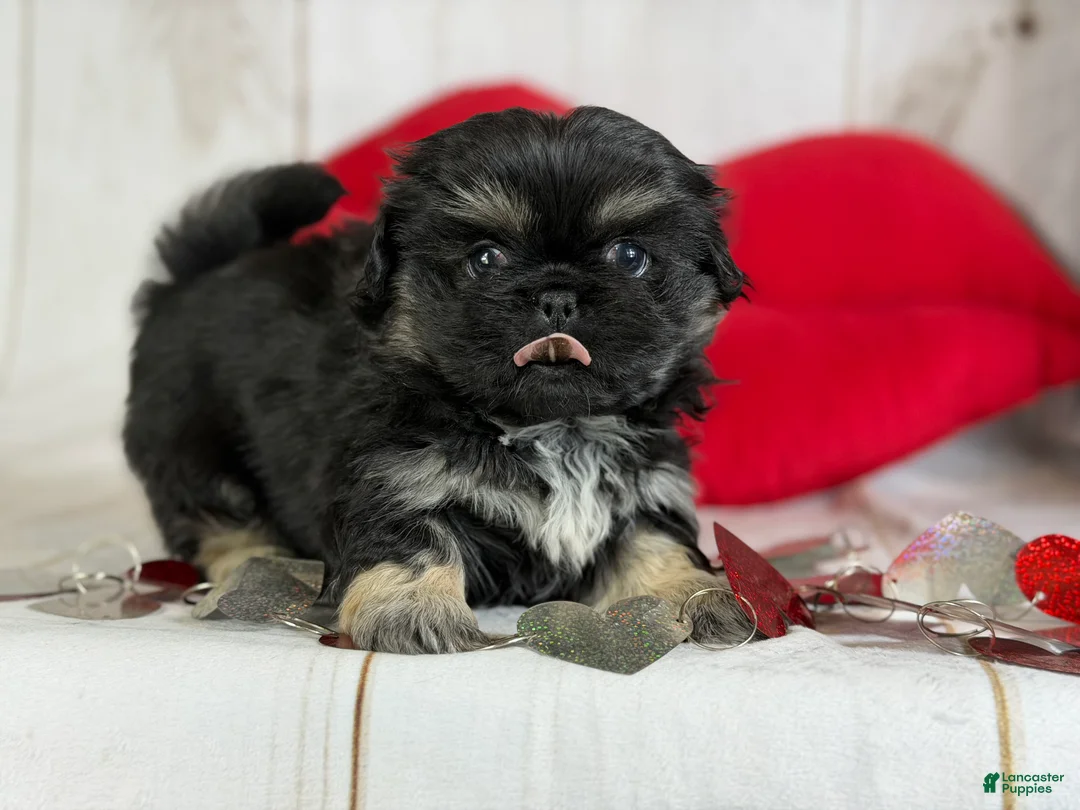 Pekingese dogs for sale: ACA dancer black and tan  - Ad 12