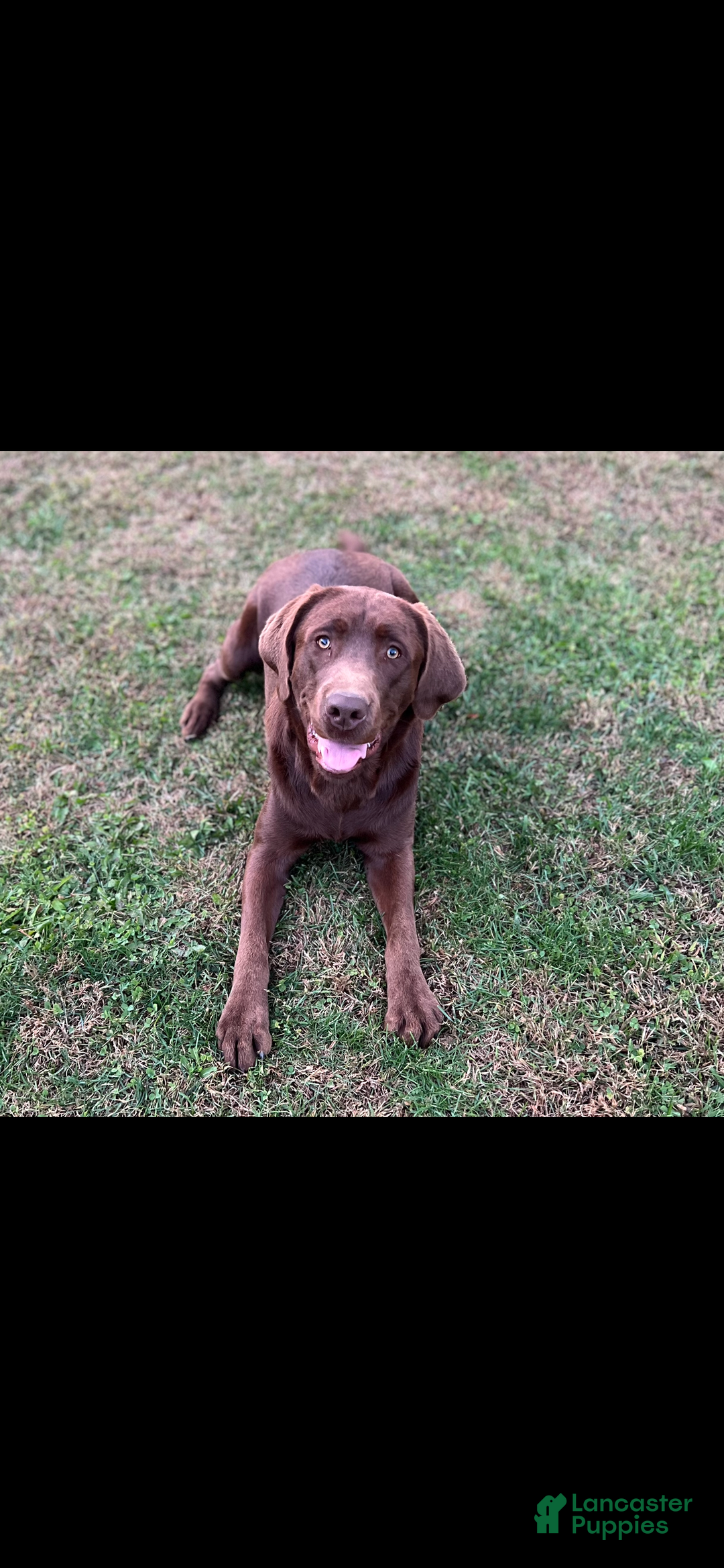 Labrador Retriever dogs for sale: Labrador Retriever  - Ad 4