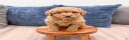 Mini Goldendoodle dogs for sale: Sydney - Ad 2