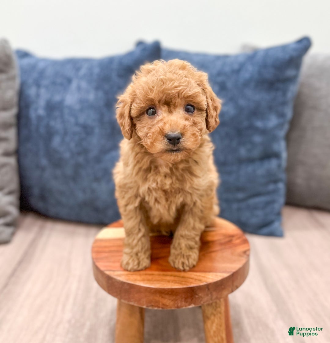Mini Goldendoodle dogs for sale: Sydney - Ad 2