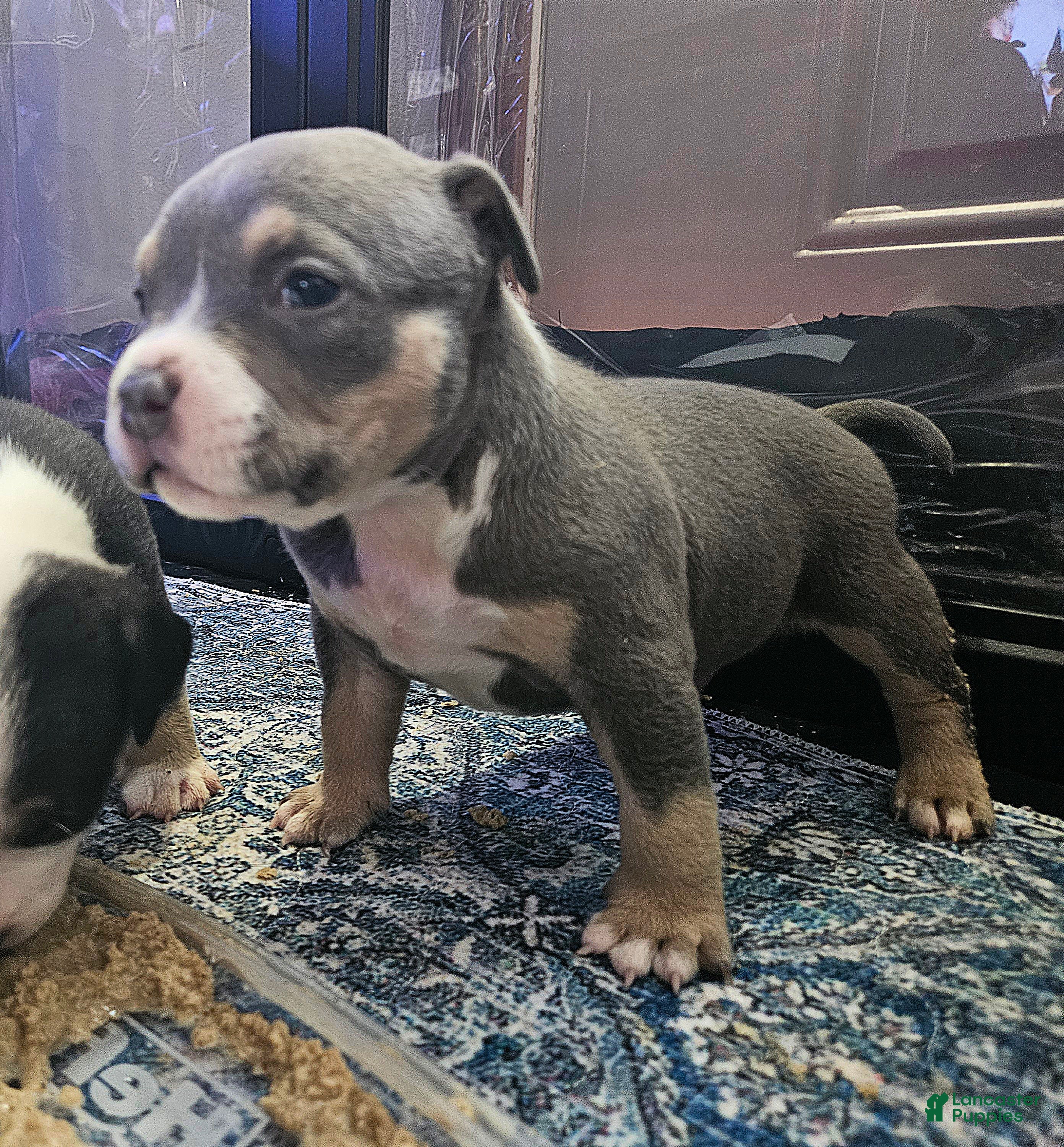 American Bully dogs Blue Tricolor American Bully  - Ad 1