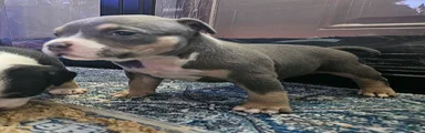 Blue Tricolor American Bully -Morocco