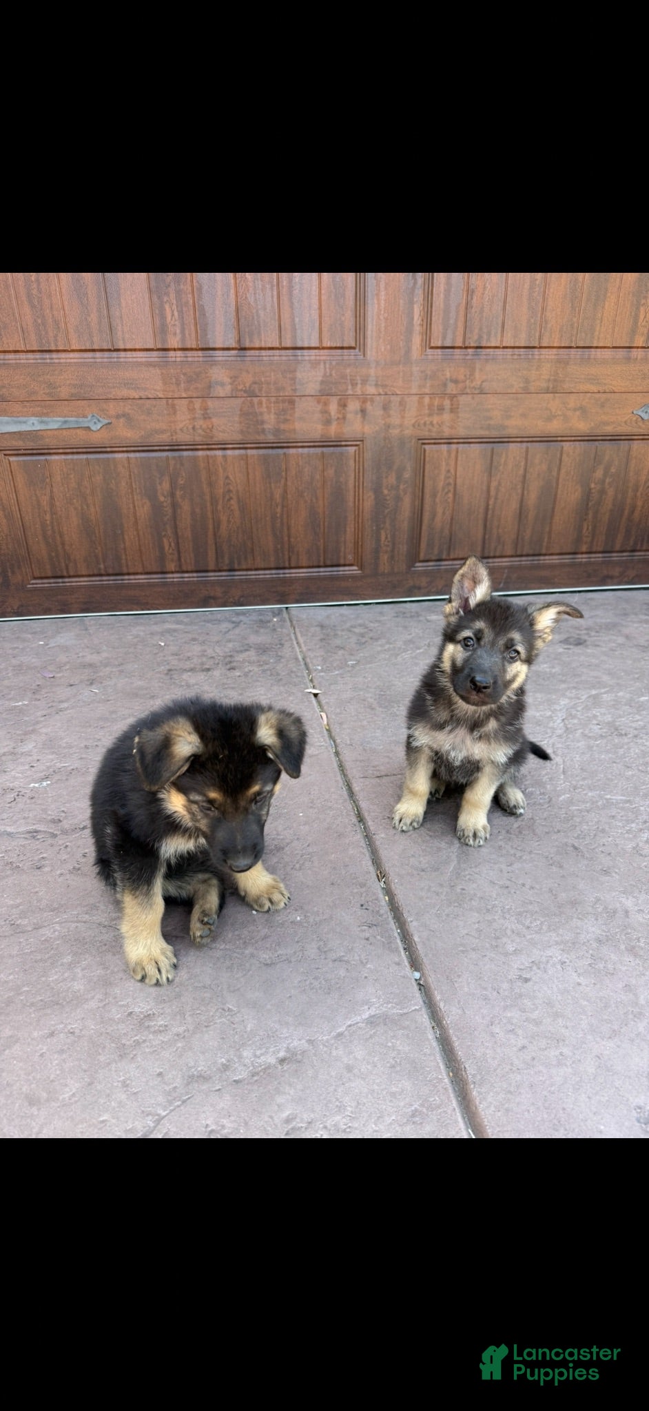 German Shepherd dogs German Shepherd 2 - Ad 1
