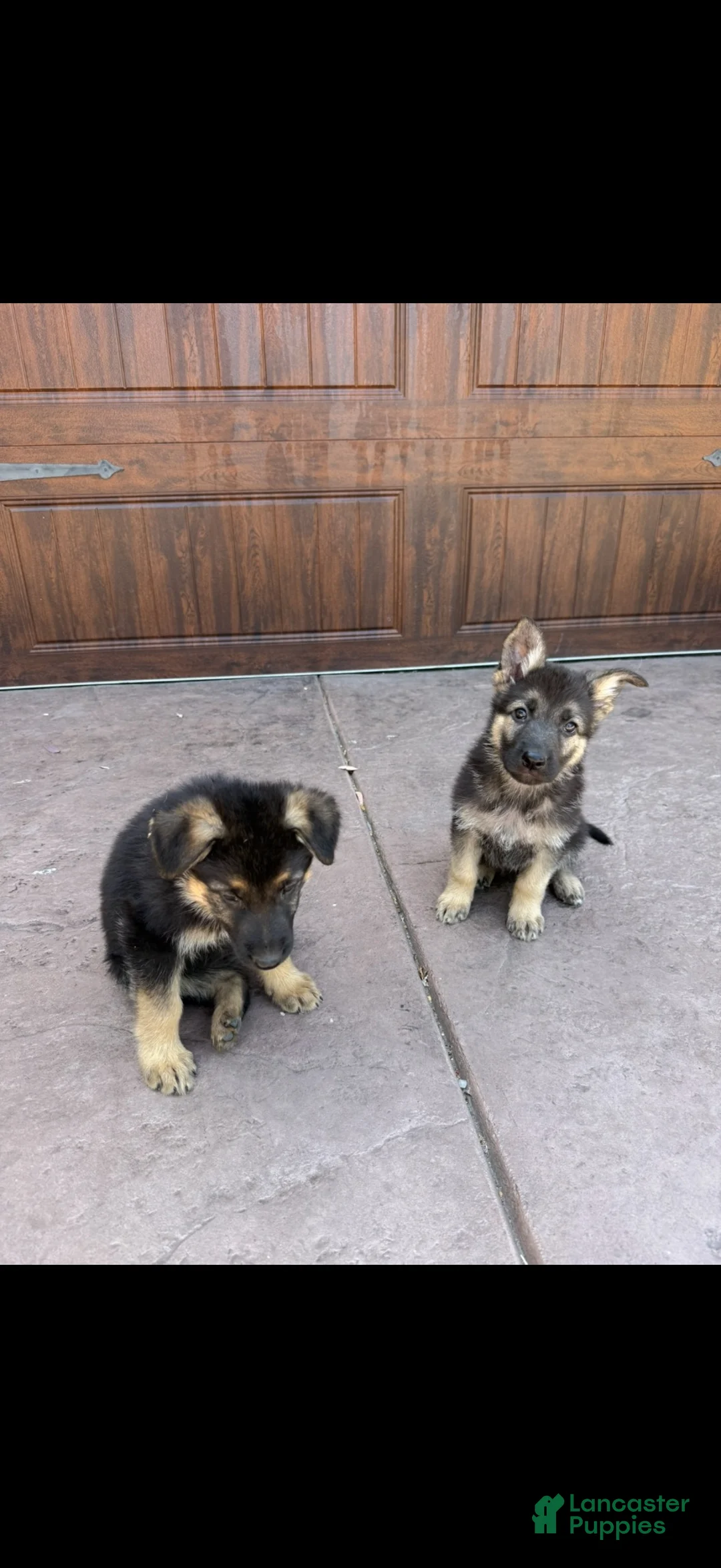 German Shepherd dogs for sale: German Shepherd 2 - Ad 1