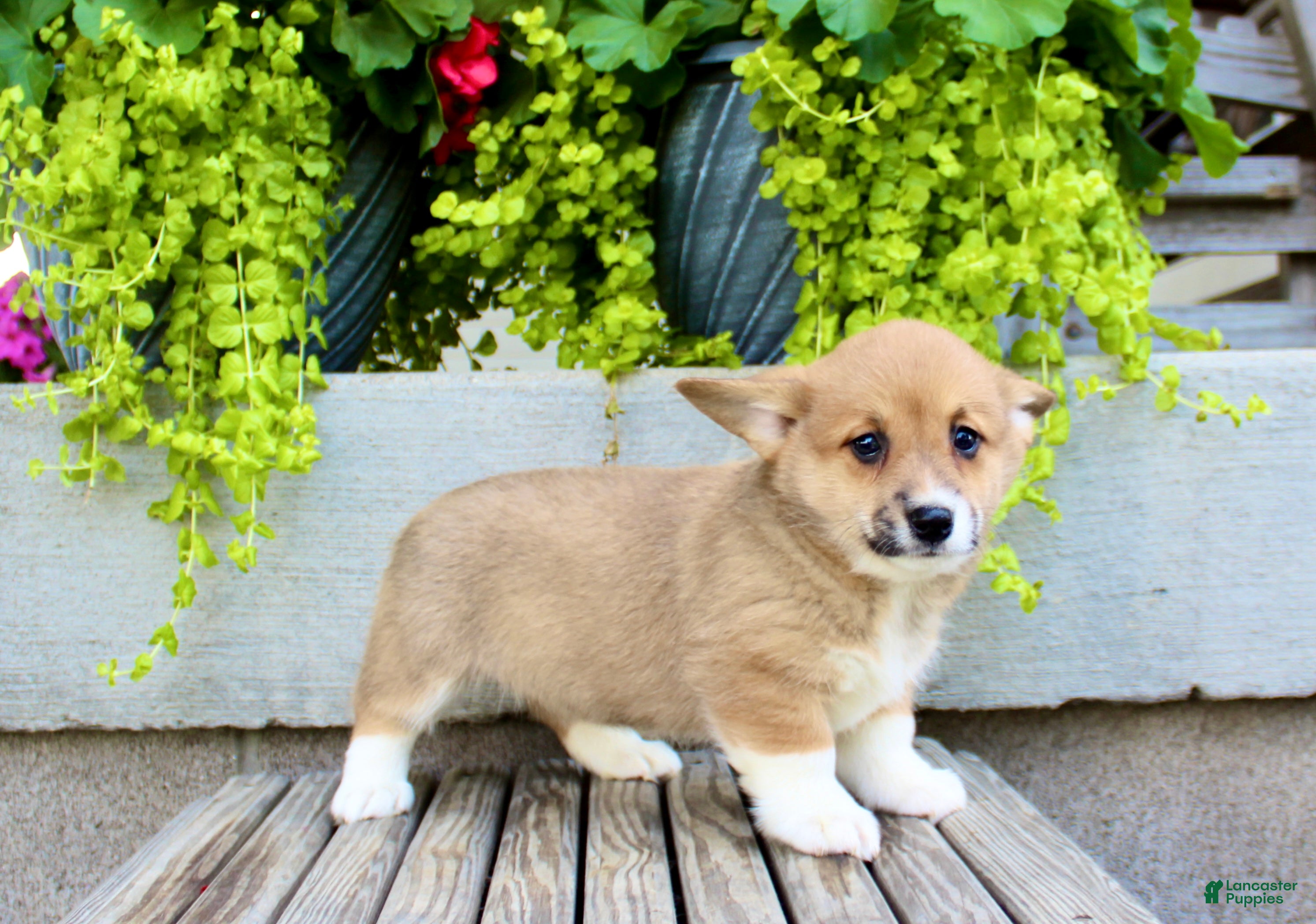 Welsh Corgi Pembroke dogs Reba  - Ad 2