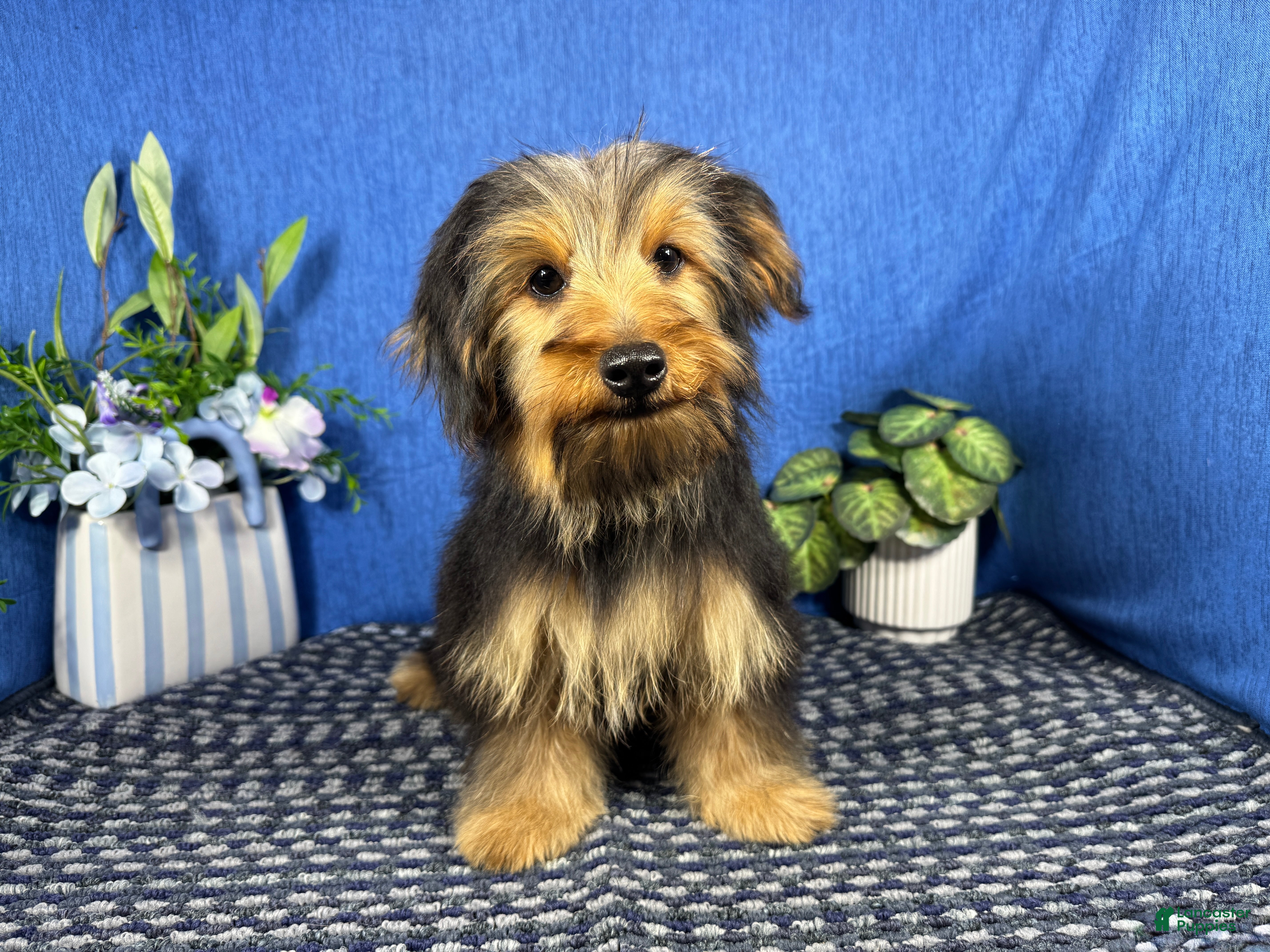 Yorkshire Terrier dogs Yorkshire Terrier 1 - Ad 38