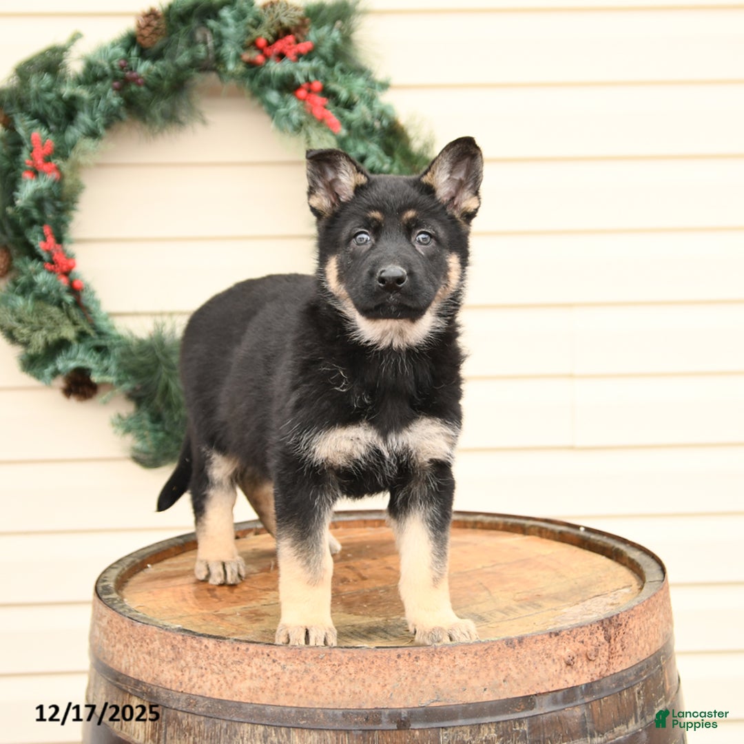 German Shepherd dogs for sale: Bluebell - Ad 2