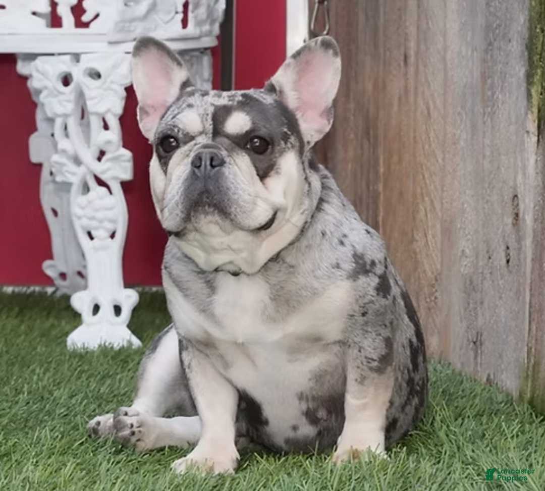 French Bulldog dogs for sale: Sasha - Ad 4