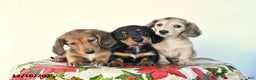 Miniature Dachshund dogs for sale: Bear - Ad 5