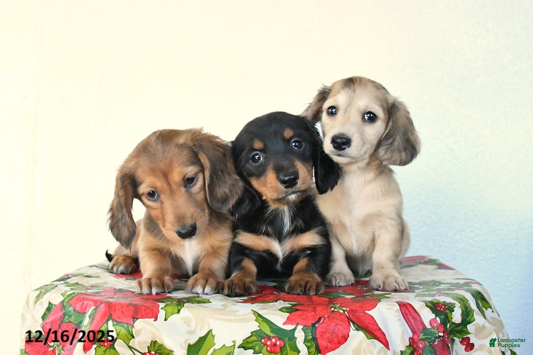 Miniature Dachshund dogs for sale: Bear - Ad 5