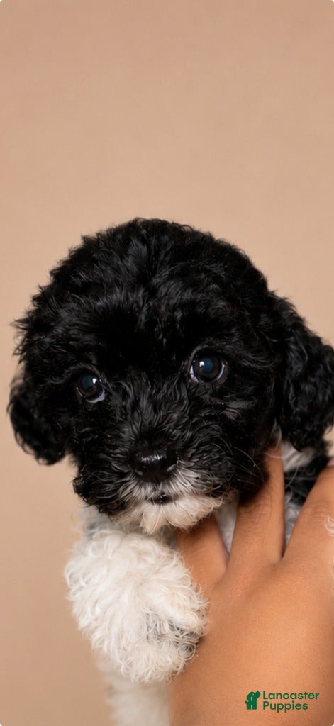 Shihpoo dogs Girl 2 - Ad 3
