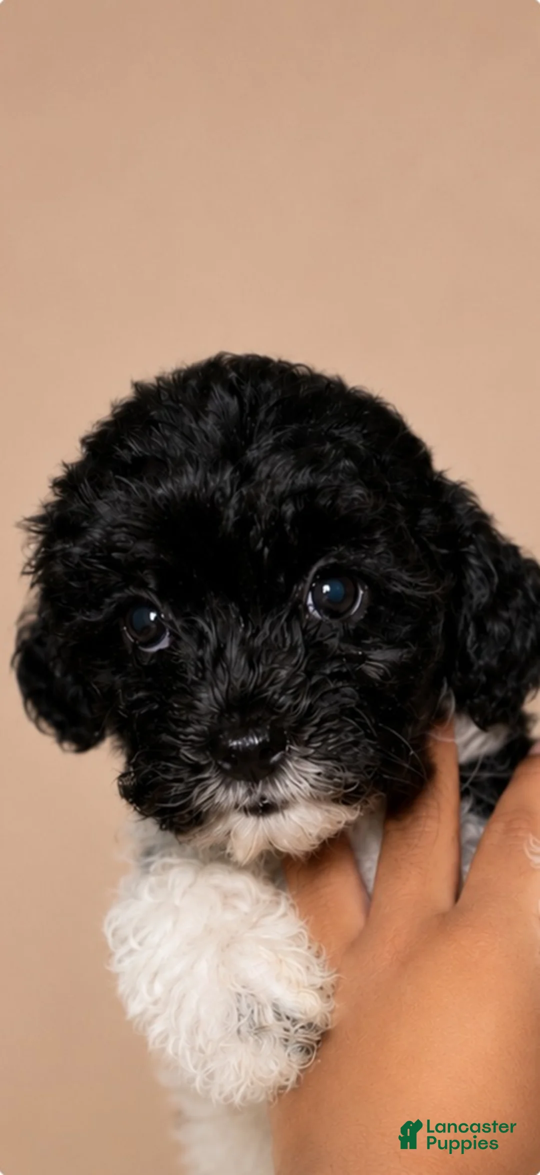 Shihpoo dogs for sale: Girl 2 - Ad 1