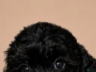 Shihpoo dogs Girl 2 - Ad 3