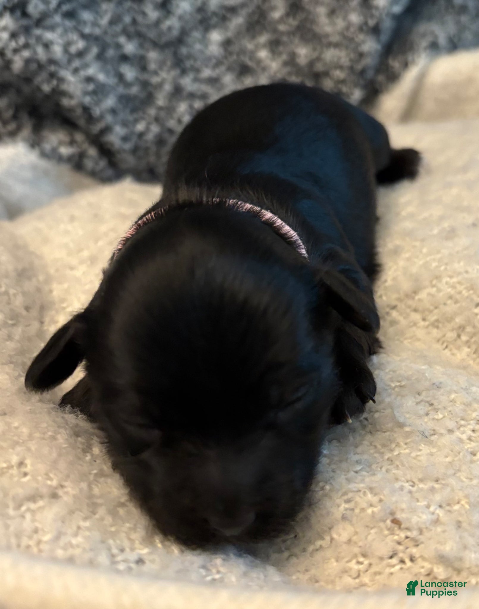 Yorkiepoo dogs Stella - Ad 2