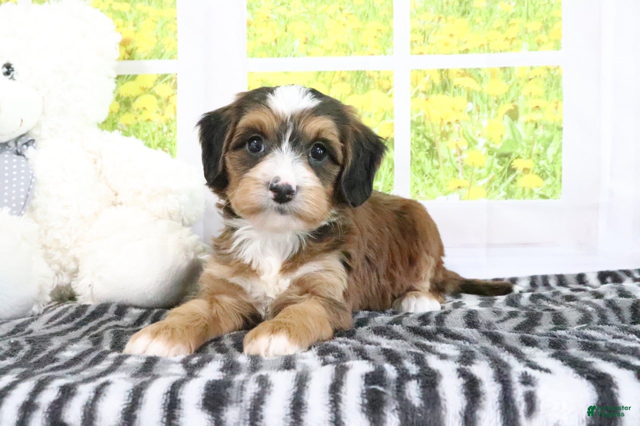 Mini Bernedoodle dogs Rhett - Ad 1