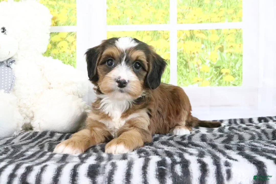Mini Bernedoodle dogs for sale: Rhett - Ad 1