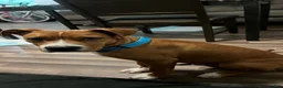 Mixed Breed dogs for sale: Mixed Breed 1 - Ad 1