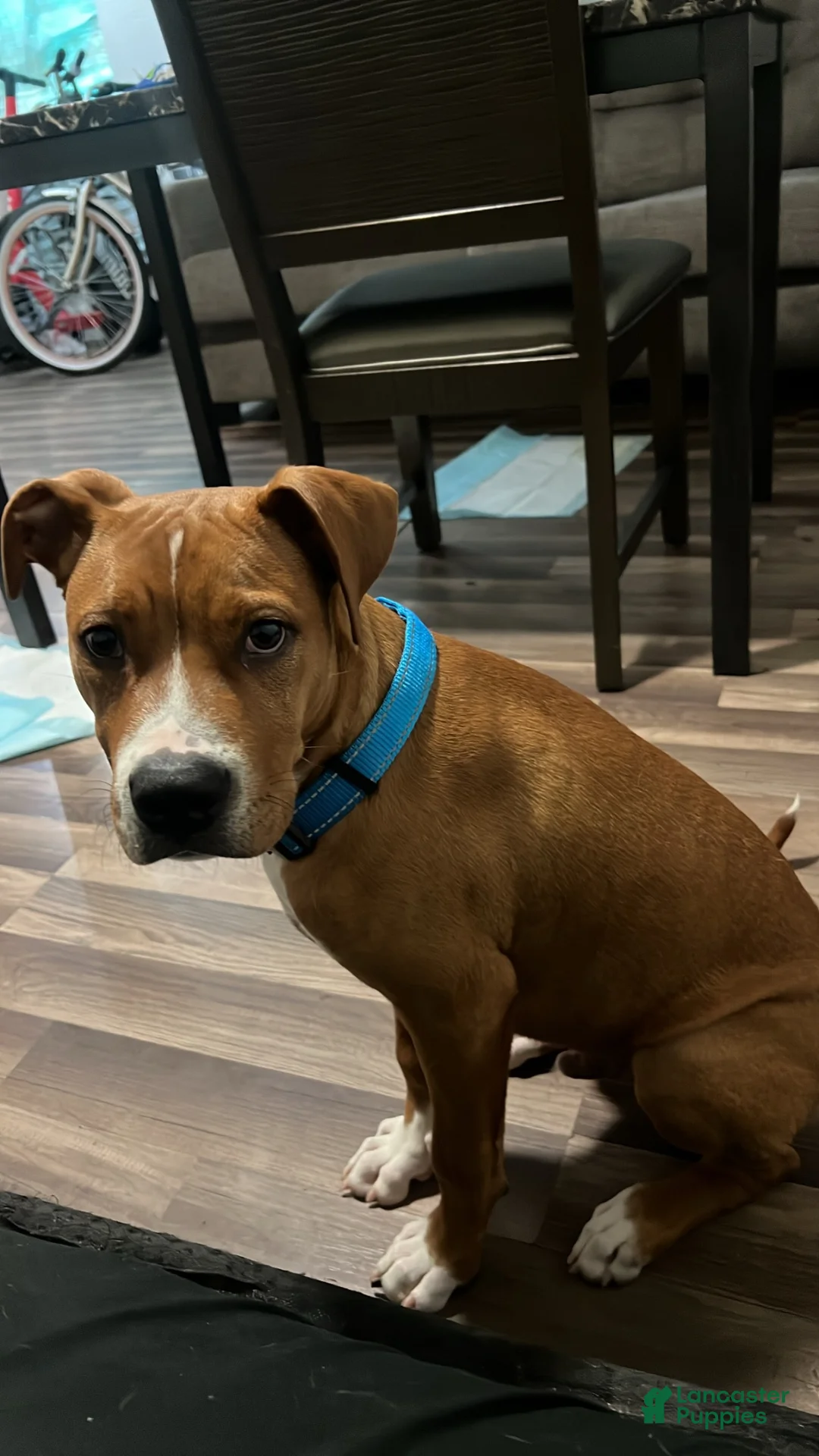 Mixed Breed dogs for sale: Mixed Breed 1 - Ad 1