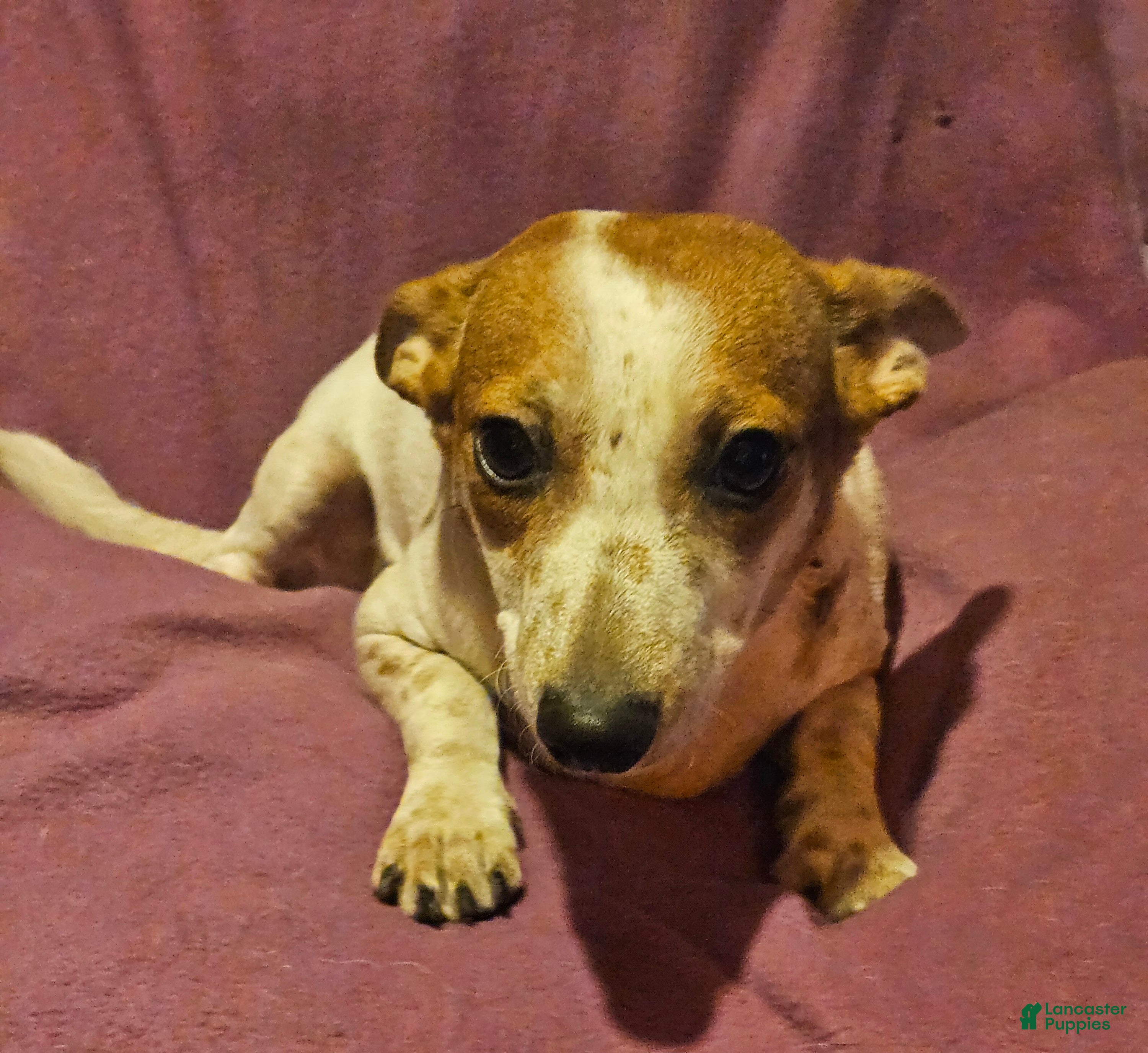 Chihuahua dogs Princess "T-Cup" - Ad 30