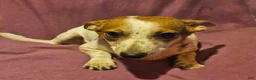 Chihuahua dogs for sale: Princess "T-Cup" - Ad 1