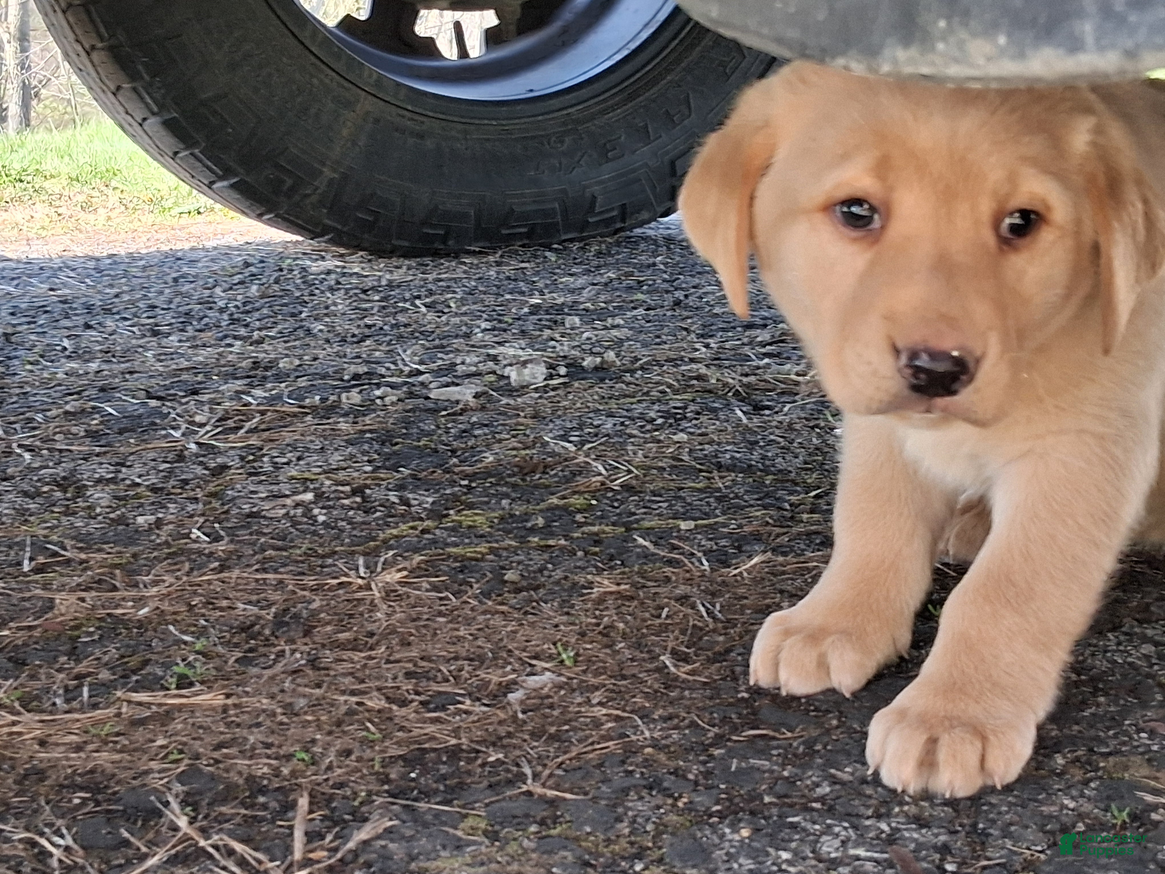 Labrador Retriever dogs Labrador Retriever Puppy 1 - Ad 1