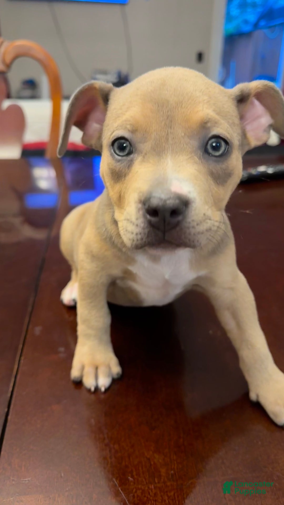 American Bully dogs for sale: American Bully Puppy 4 (Sakari) - Ad 7