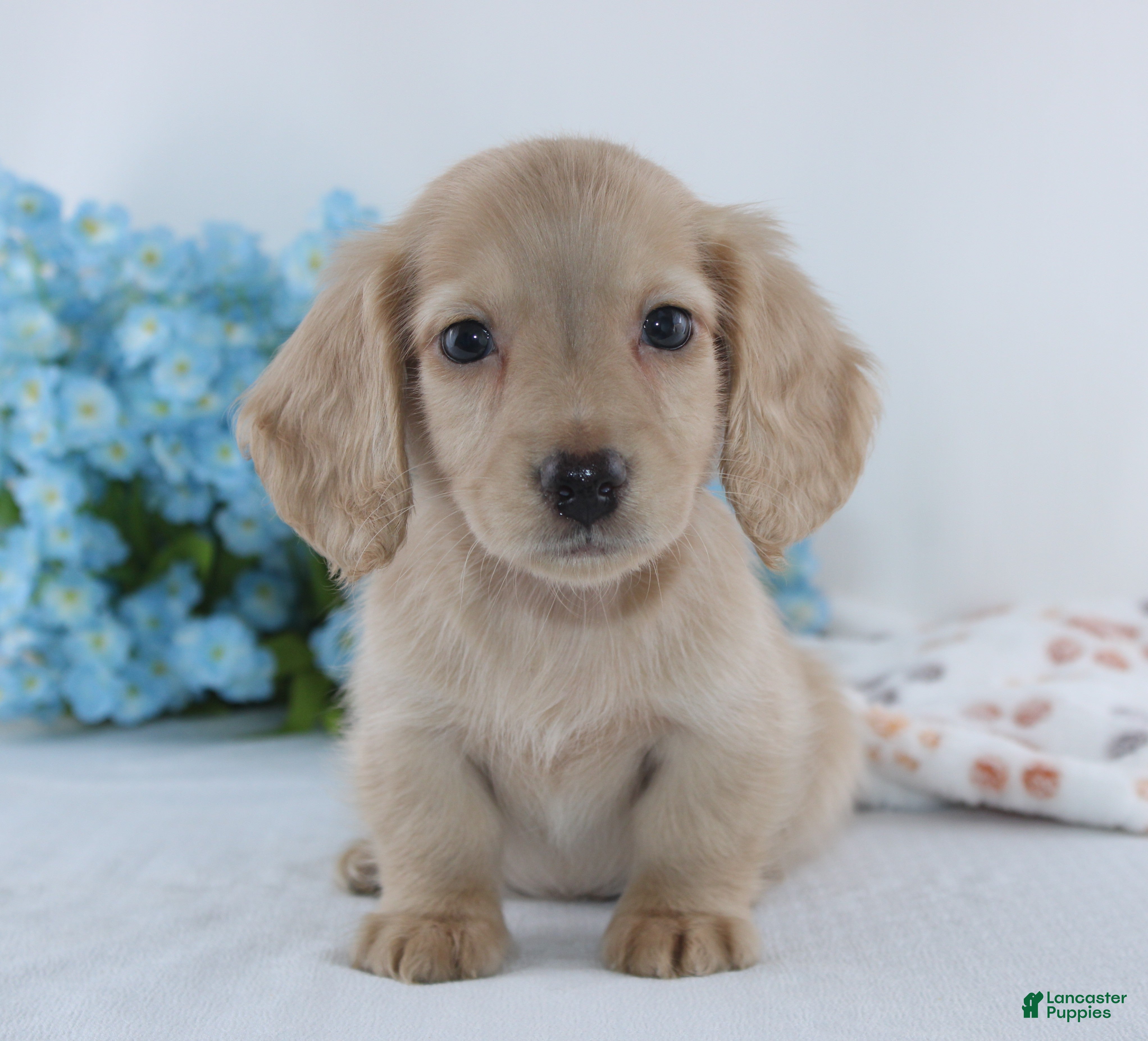 Miniature Dachshund dogs Galen - Ad 2