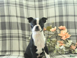 Boston Terrier dogs Tulip - Ad 12