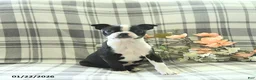 Boston Terrier dogs for sale: Tulip - Ad 1