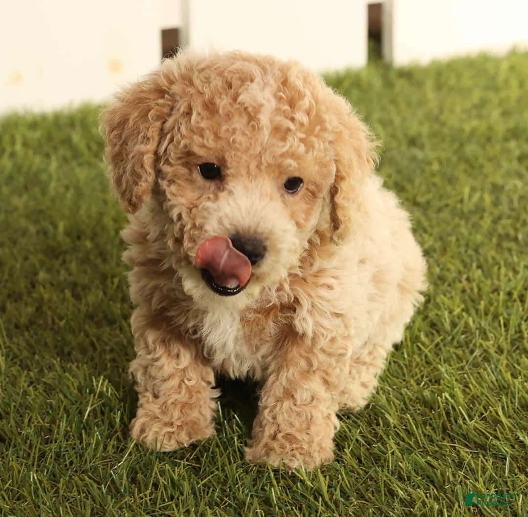 Bichpoo dogs for sale: Ike - Ad 9