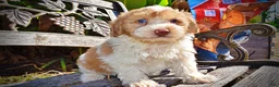 Havapoo dogs for sale: Nemo - Ad 4