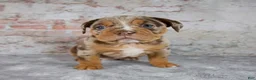 Beabull dogs for sale: Gwen - Ad 1