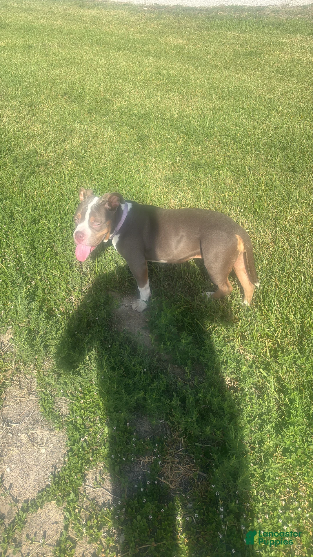 American Bully dogs for sale: American Bully 1 - Ad 2