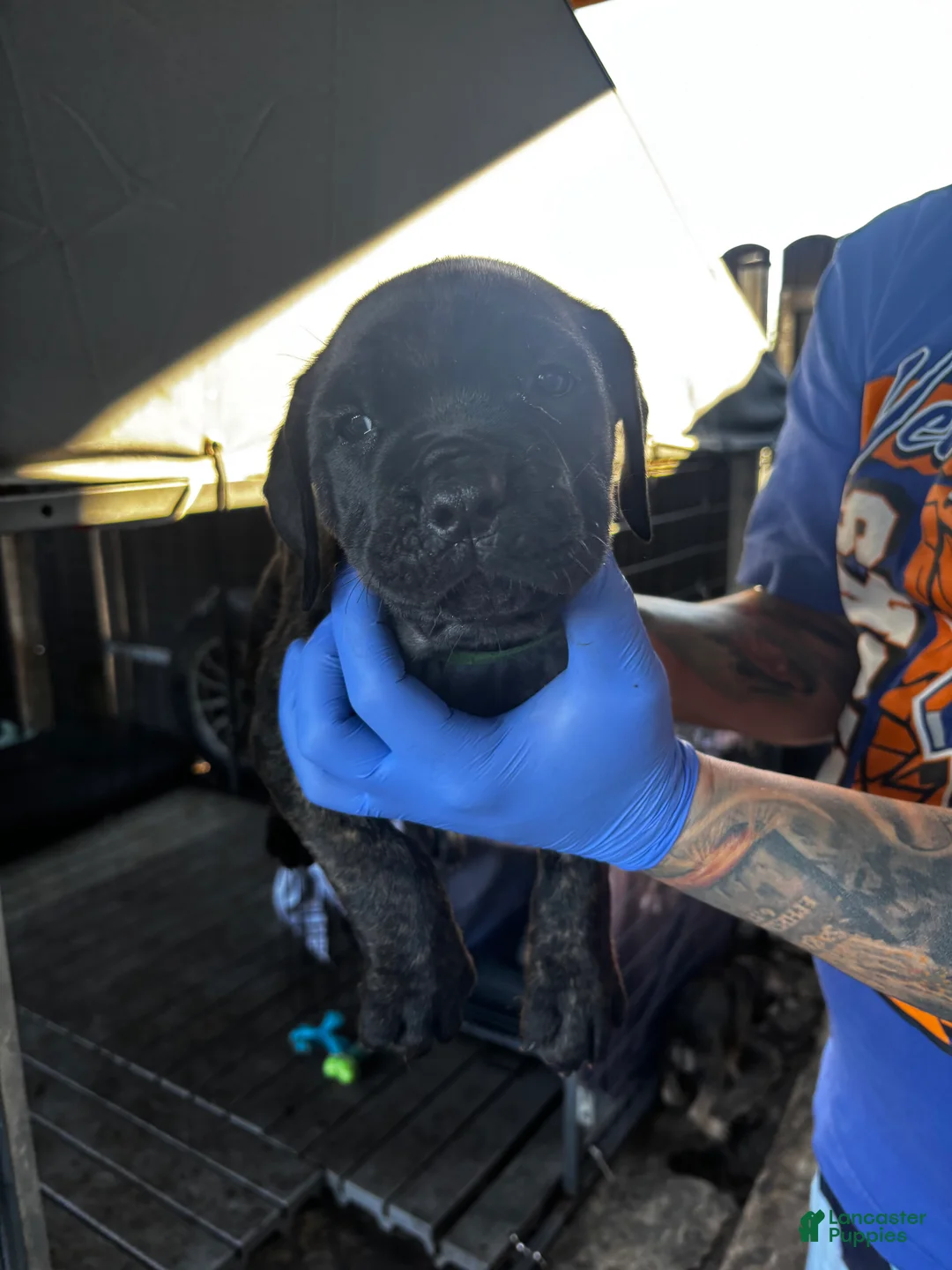 Cane Corso dogs for sale: Cane Corso Puppy 2 - Ad 1