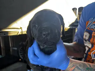 Cane Corso dogs Cane Corso Puppy 2 - Ad 9
