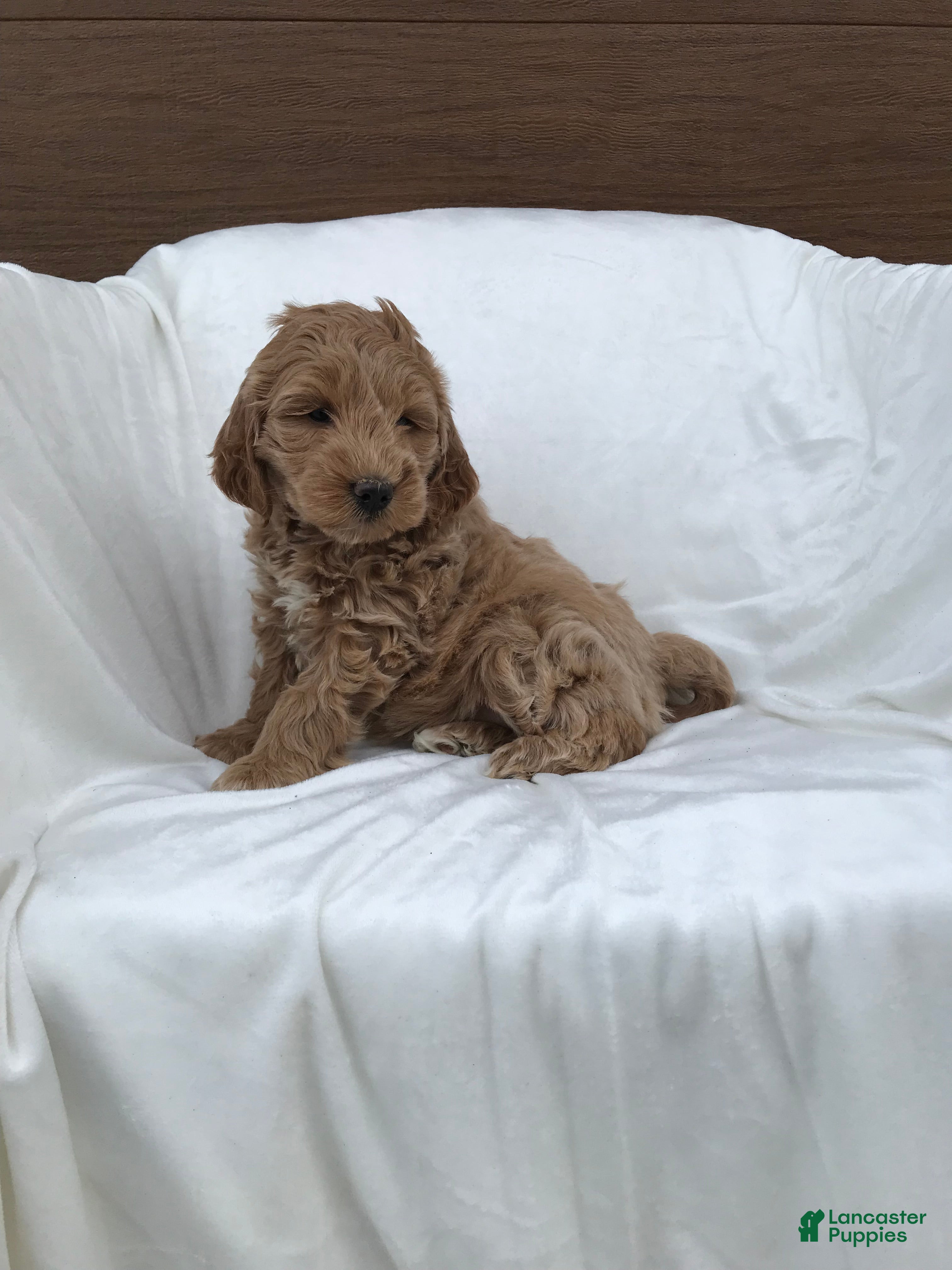 Mini Goldendoodle dogs Millie - Ad 1