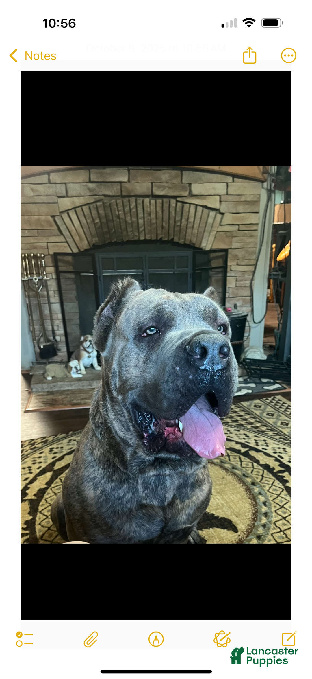 Cane Corso dogs for sale: Cane Corso Puppy 2 Peggy Sue  - Ad 3