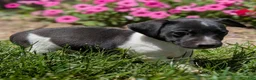 Jack Russell Terrier dogs for sale: Spade - Ad 7