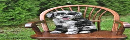 Mini Goldendoodle dogs for sale: Kori - Ad 1