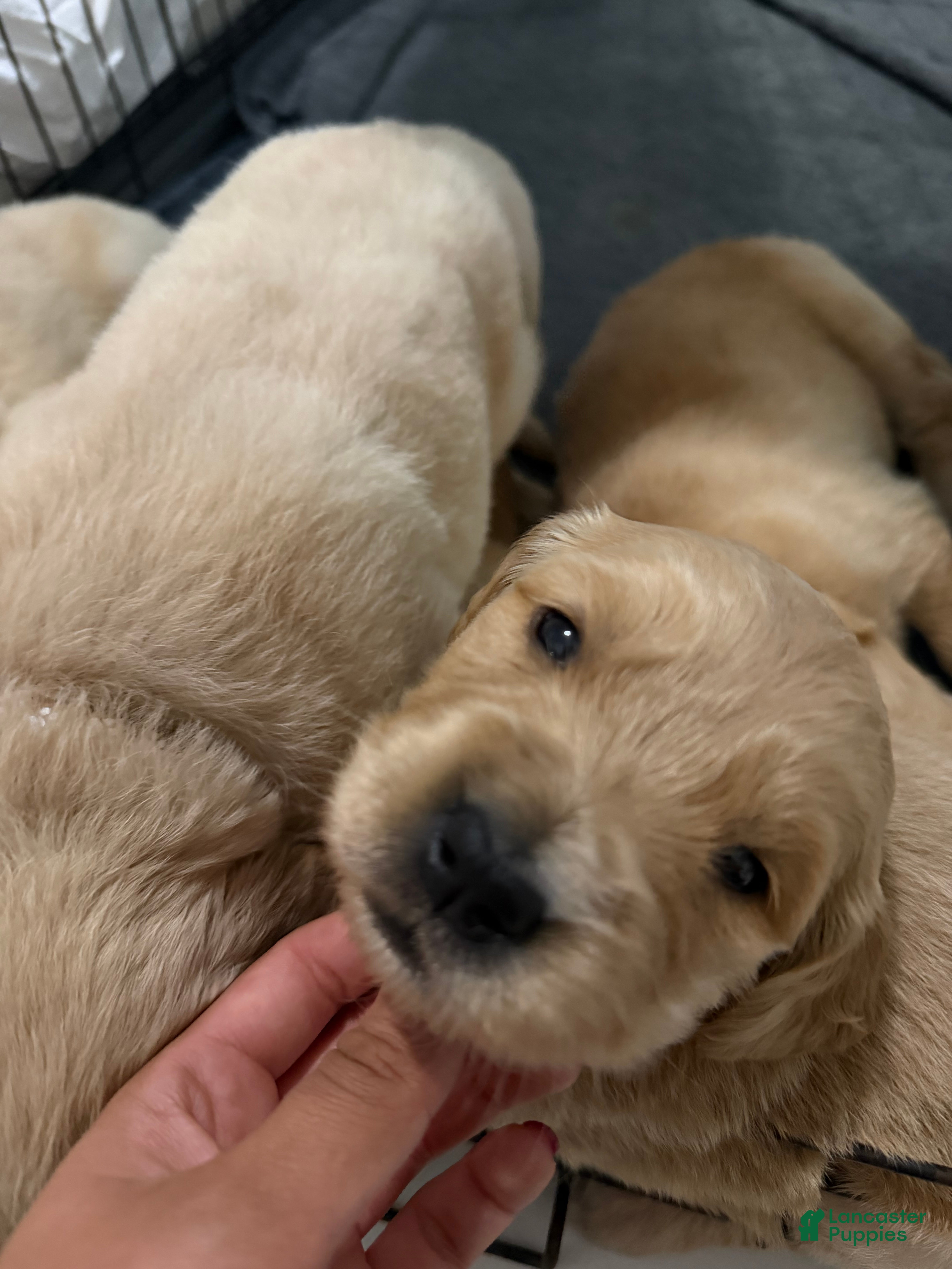 Golden Retriever dogs Milan - Ad 1