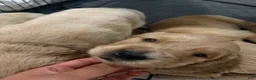 Golden Retriever dogs for sale: Milan - Ad 1