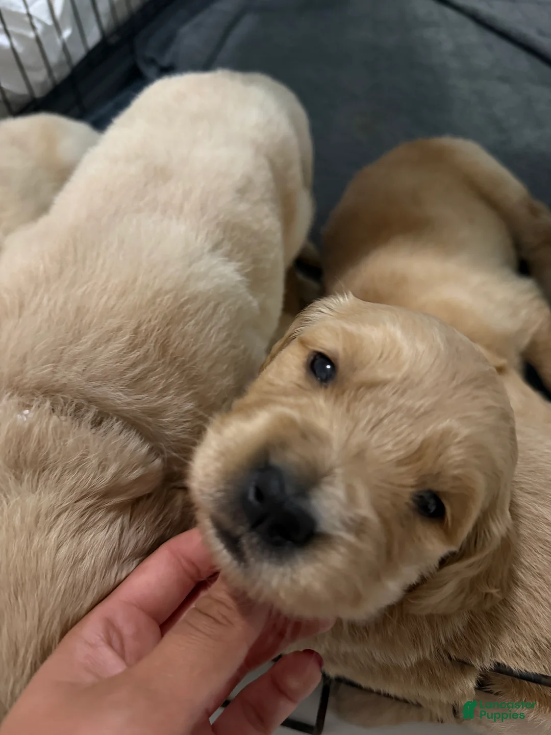 Golden Retriever dogs for sale: Milan - Ad 1