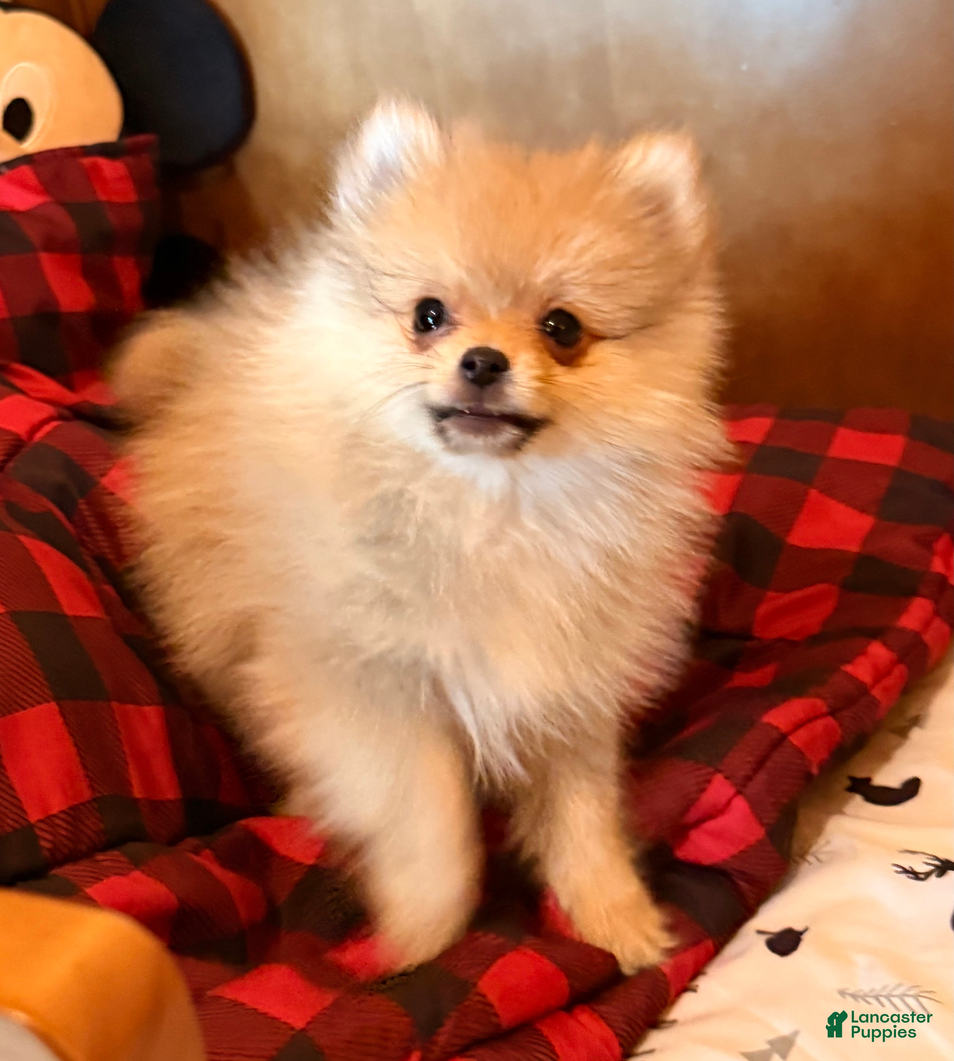 Pomeranian dogs Jack  - Ad 1
