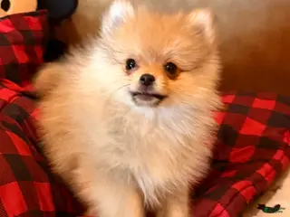 Pomeranian dogs for sale: Jack - Ad 2