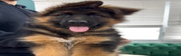 German Shepherd dogs for sale: Sugar - Ad 1