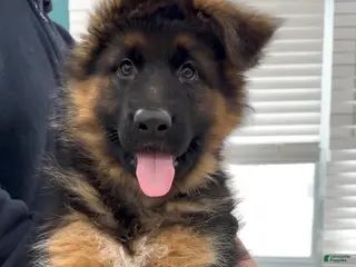 German Shepherd dogs Sugar - Ad 1