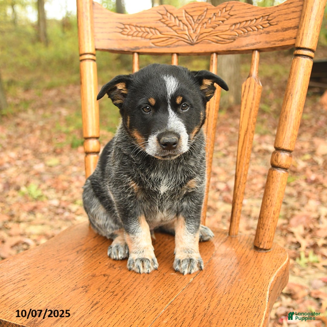 Australian Cattle Dog dogs for sale: Tag - Ad 3